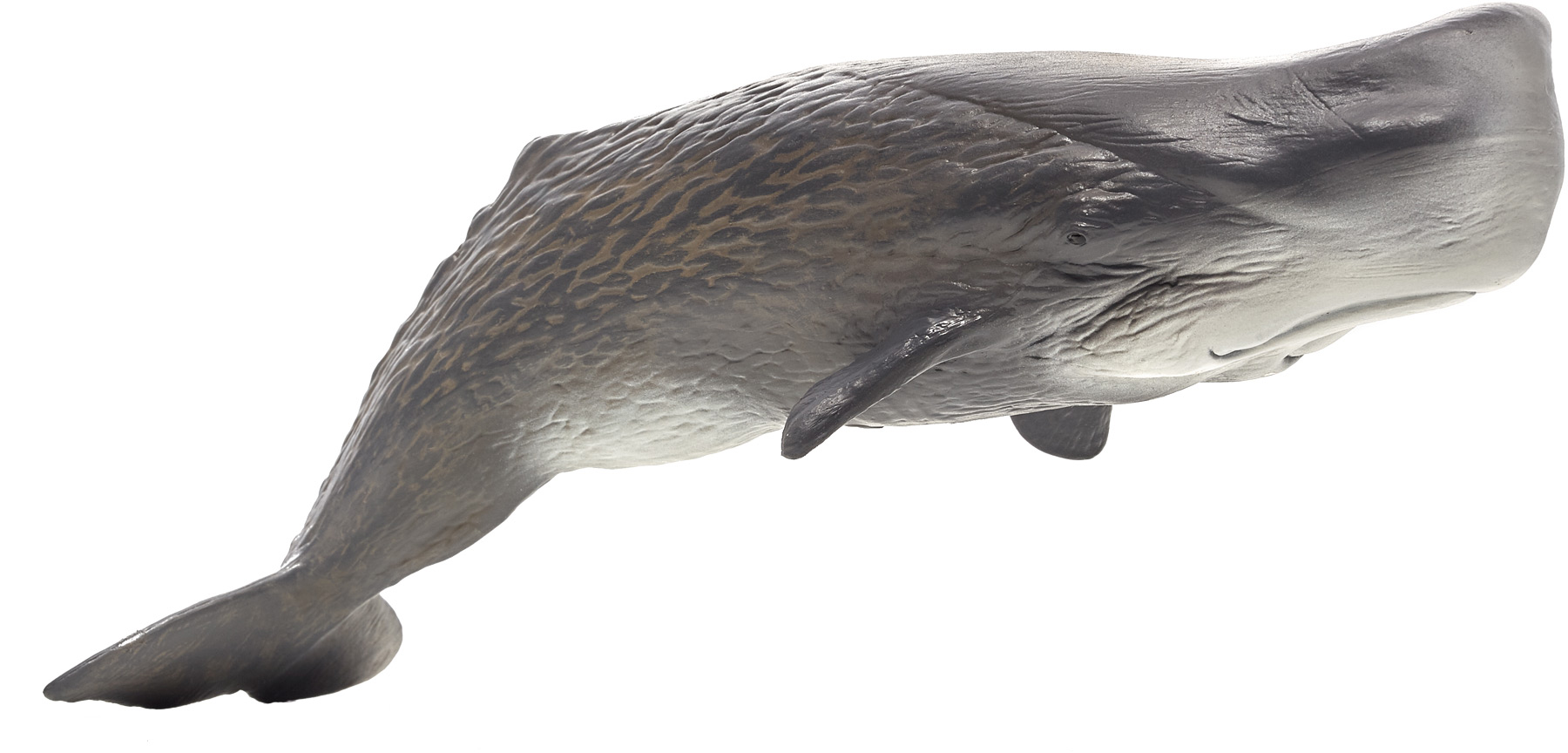 Animal Kaskelottval Animal Onlinekids.se